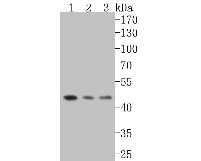 DP1 Antibody in Western Blot (WB)