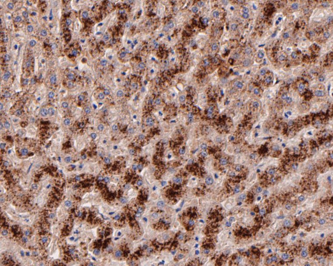 ARF5 Antibody in Immunohistochemistry (Paraffin) (IHC (P))