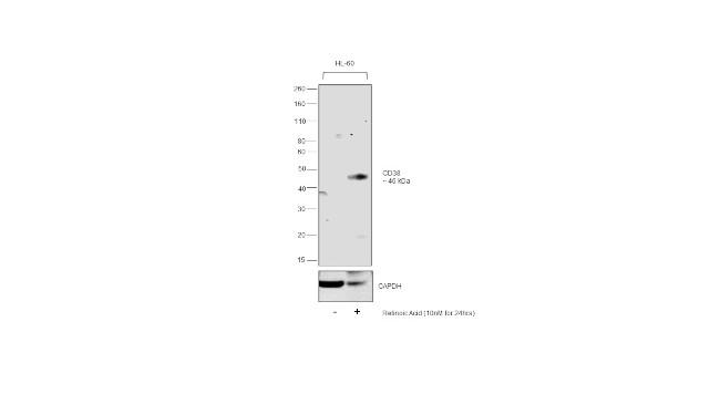 CD38 Antibody