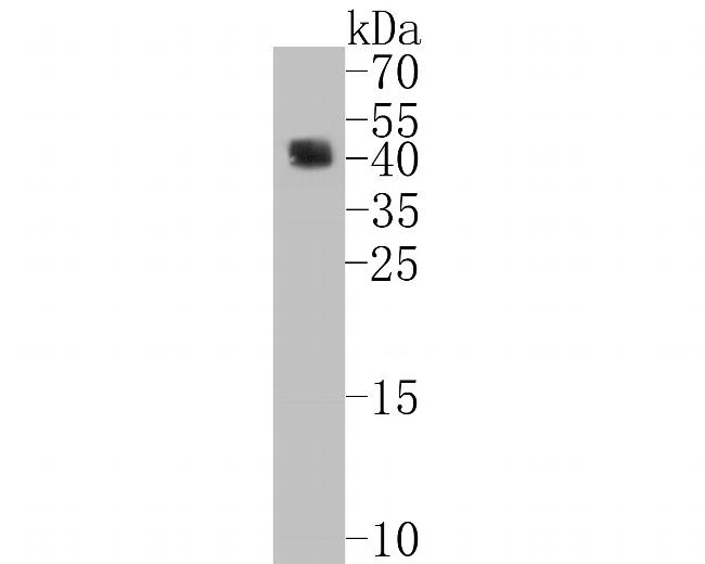 CD38 Antibody in Western Blot (WB)