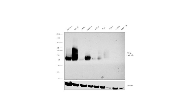 CD38 Antibody in Western Blot (WB)