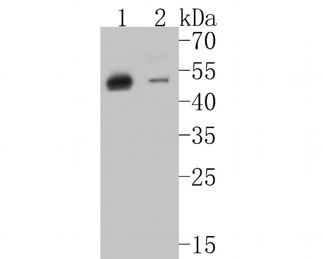 Cytokeratin 20 Antibody in Western Blot (WB)