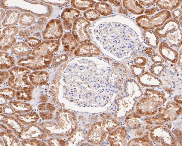 beta glucuronidase Antibody in Immunohistochemistry (Paraffin) (IHC (P))