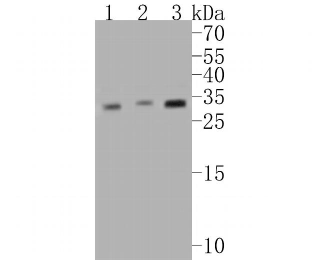 CHMP2B Antibody in Western Blot (WB)