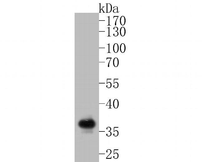 Syntaxin 1 Antibody in Western Blot (WB)