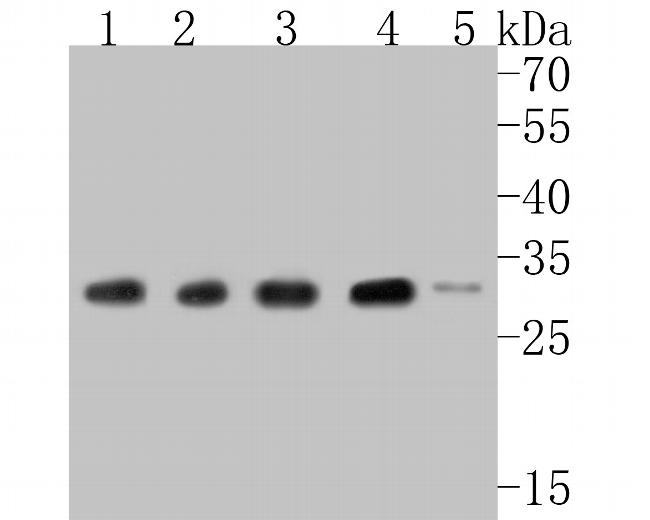 RPL7A Antibody in Western Blot (WB)