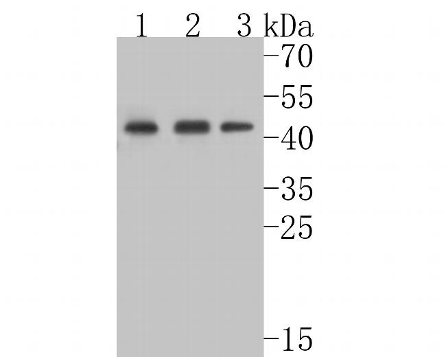 TNFRSF19 Antibody in Western Blot (WB)