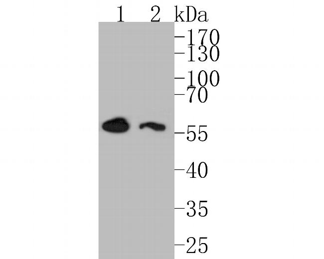 DOK1 Antibody in Western Blot (WB)