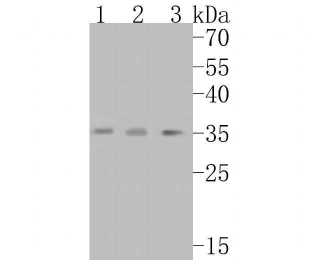 Alpha SNAP Antibody in Western Blot (WB)