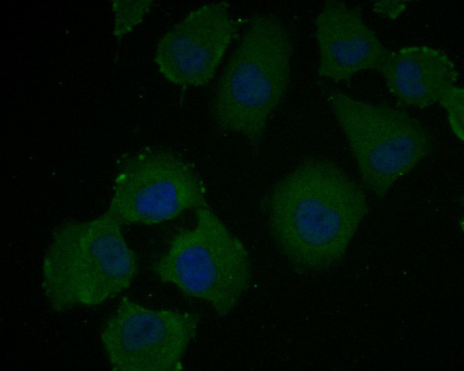 VEGFD Antibody in Immunocytochemistry (ICC/IF)