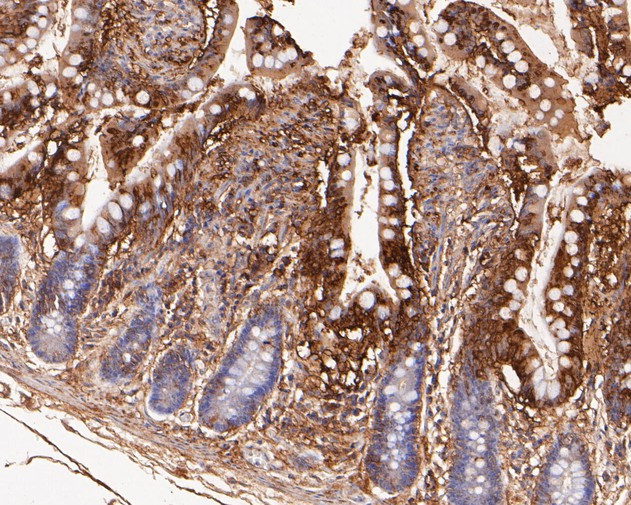 VEGFD Antibody in Immunohistochemistry (Paraffin) (IHC (P))