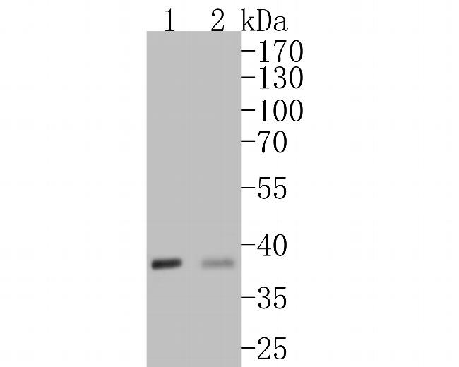 VEGFD Antibody in Western Blot (WB)