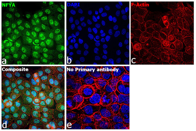 NFYA Antibody in Immunocytochemistry (ICC/IF)