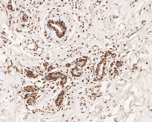 NFYA Antibody in Immunohistochemistry (Paraffin) (IHC (P))