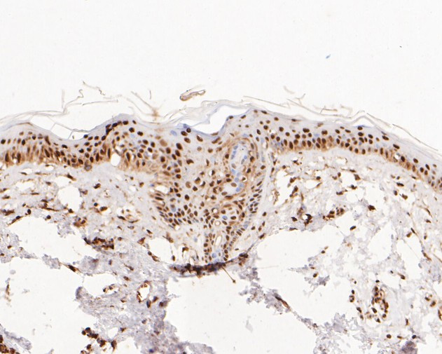 NFYA Antibody in Immunohistochemistry (Paraffin) (IHC (P))