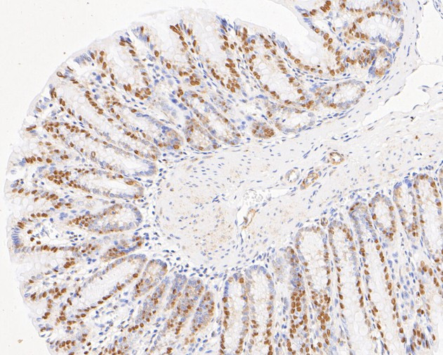 NFYA Antibody in Immunohistochemistry (Paraffin) (IHC (P))