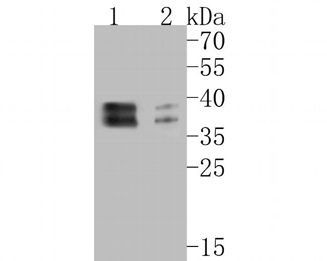 NFYA Antibody in Western Blot (WB)