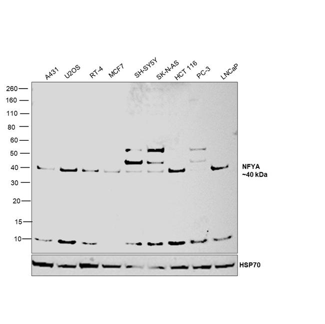 NFYA Antibody in Western Blot (WB)