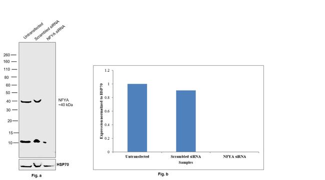 NFYA Antibody in Western Blot (WB)