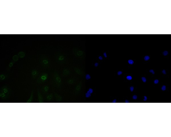 BAT3 Antibody in Immunocytochemistry (ICC/IF)