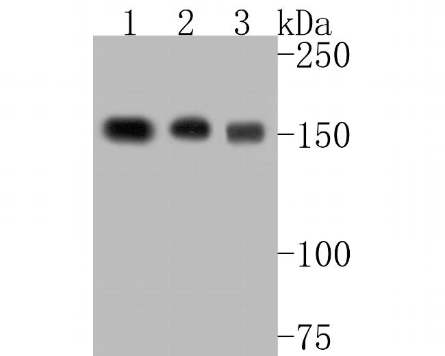 BAT3 Antibody in Western Blot (WB)