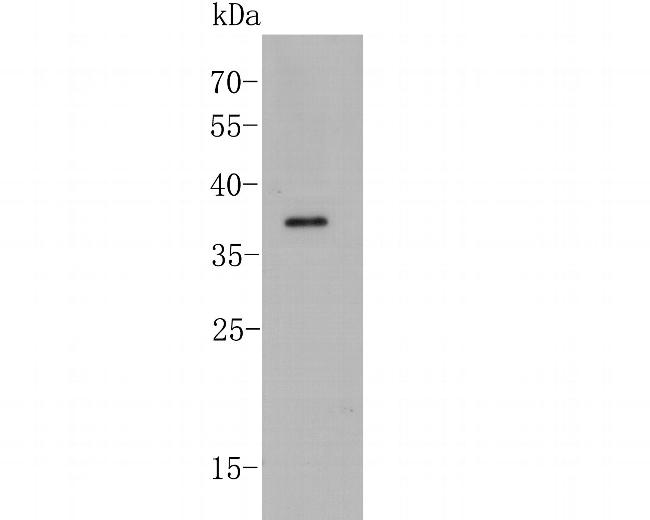 PEX19 Antibody in Western Blot (WB)