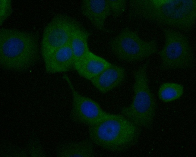 Kallikrein 5 Antibody in Immunocytochemistry (ICC/IF)