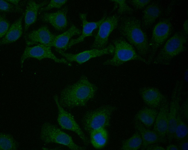 P4HB Antibody in Immunocytochemistry (ICC/IF)