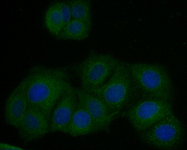 P4HB Antibody in Immunocytochemistry (ICC/IF)