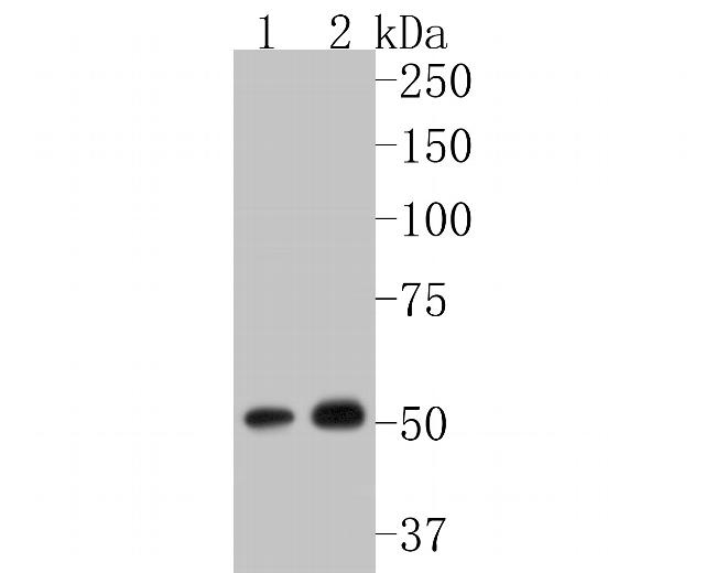 P4HB Antibody in Western Blot (WB)