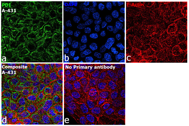 P4HB Antibody in Immunocytochemistry (ICC/IF)