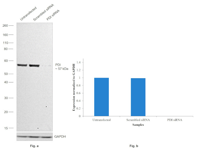 P4HB Antibody in Western Blot (WB)