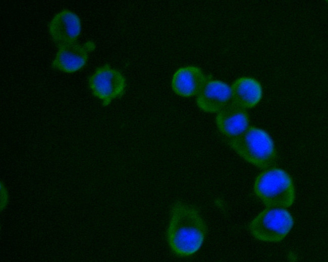 VPS28 Antibody in Immunocytochemistry (ICC/IF)