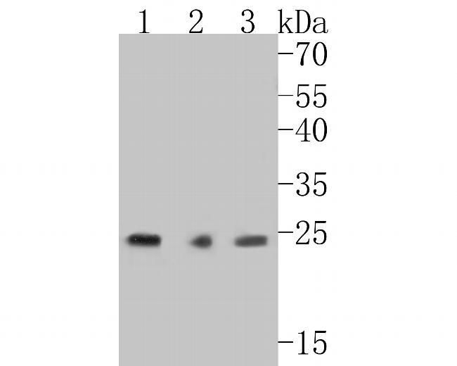 VPS28 Antibody in Western Blot (WB)