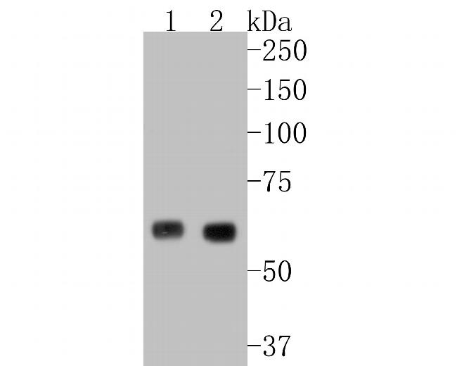 Glycerol kinase Antibody in Western Blot (WB)