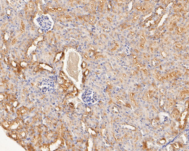 LMAN1 Antibody in Immunohistochemistry (Paraffin) (IHC (P))