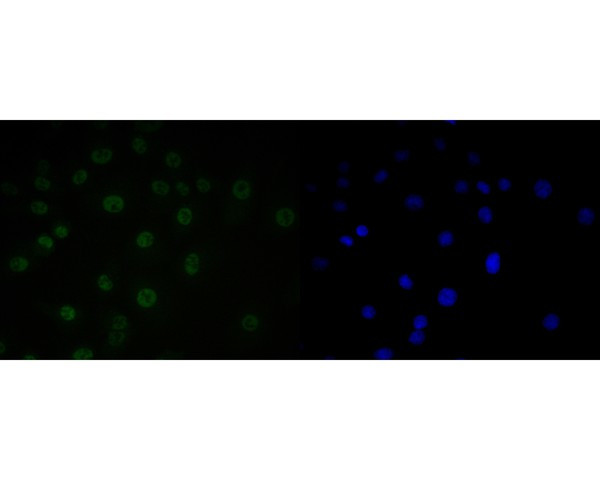 SUPT5H Antibody in Immunocytochemistry (ICC/IF)