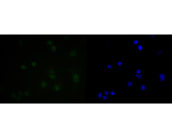 SUPT5H Antibody in Immunocytochemistry (ICC/IF)