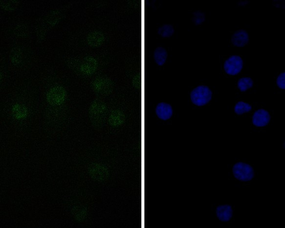 TEF1 Antibody in Immunocytochemistry (ICC/IF)