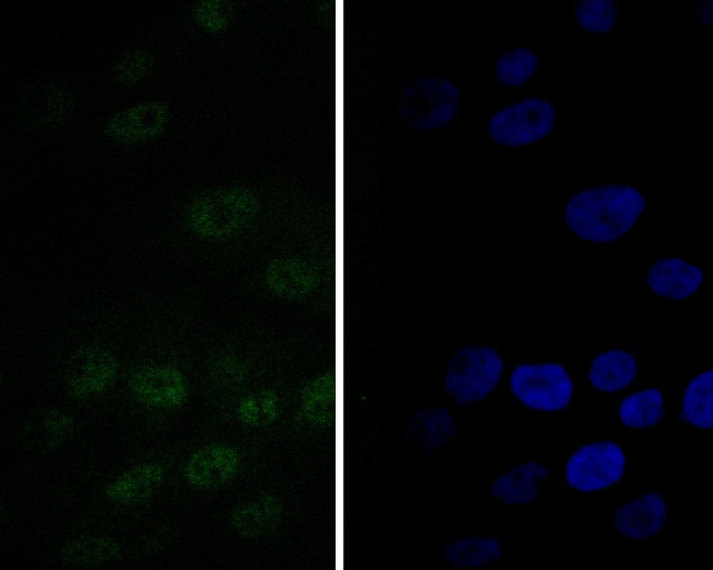 TEF1 Antibody in Immunocytochemistry (ICC/IF)