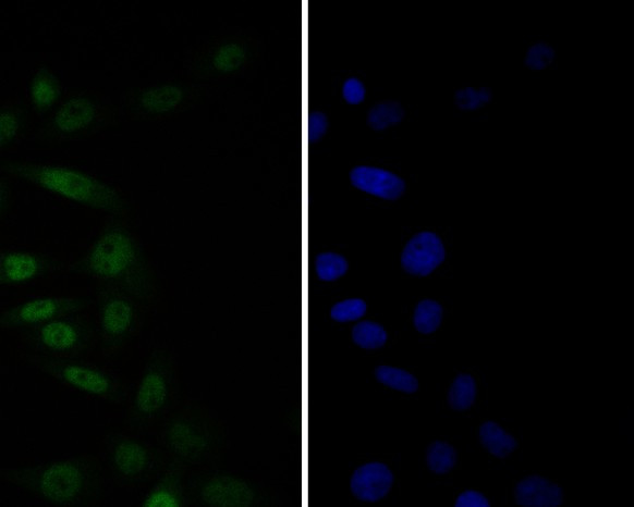 TEF1 Antibody in Immunocytochemistry (ICC/IF)