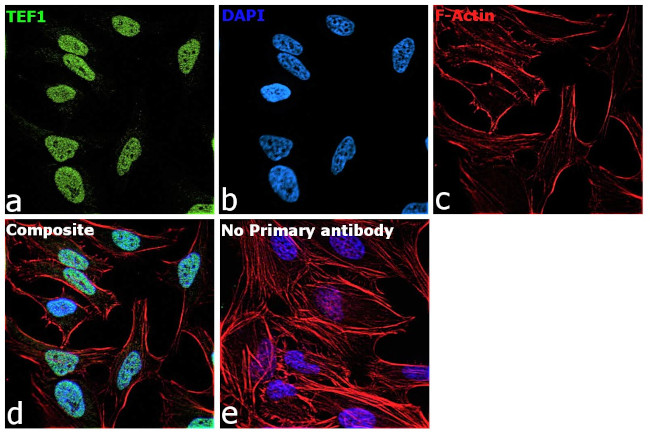 TEF1 Antibody in Immunocytochemistry (ICC/IF)