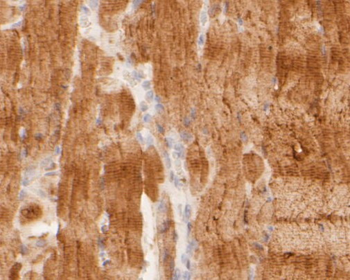 TEF1 Antibody in Immunohistochemistry (Paraffin) (IHC (P))