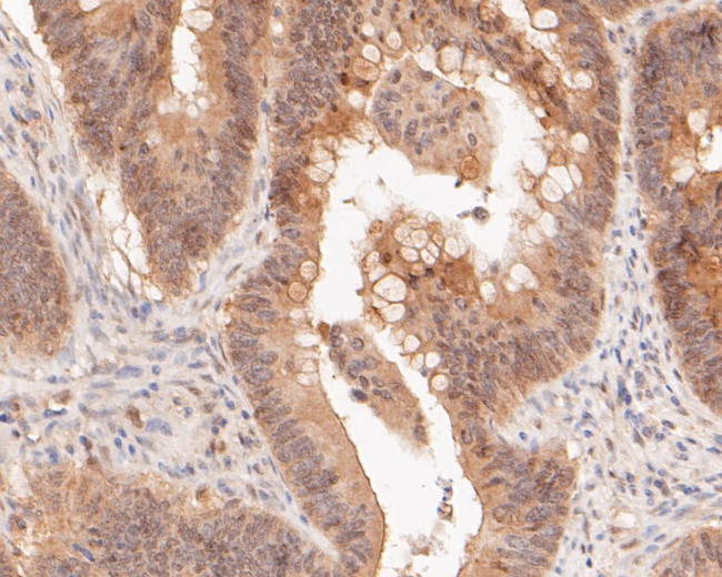 TEF1 Antibody in Immunohistochemistry (Paraffin) (IHC (P))