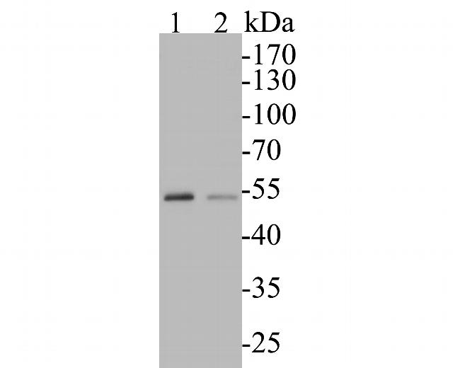 TEF1 Antibody in Western Blot (WB)