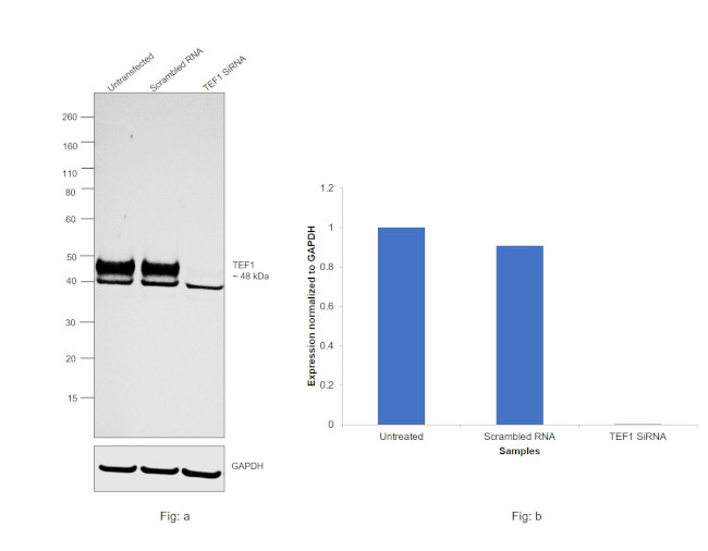 TEF1 Antibody in Western Blot (WB)