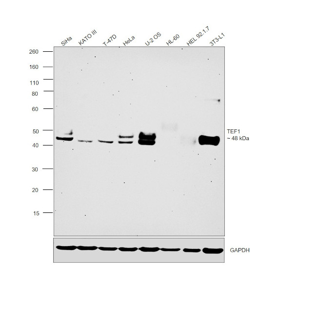 TEF1 Antibody in Western Blot (WB)