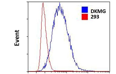 EGFRvIII Antibody in Flow Cytometry (Flow)