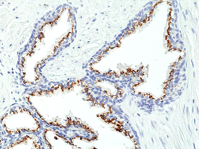 Prostein Antibody in Immunohistochemistry (Paraffin) (IHC (P))