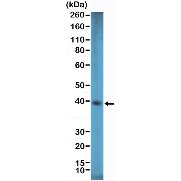 SOX2 Antibody in Western Blot (WB)